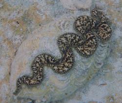 Giant clam with leopard-like pattern